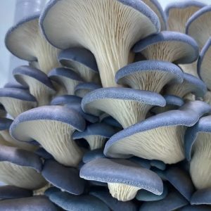 Fresh Blue Oyster Mushrooms - 250g