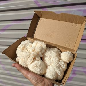 Lion's Mane Mushrooms